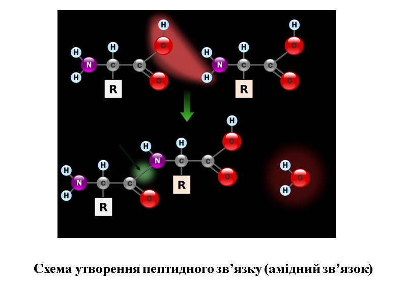 Схема утворення пептидного зв’язку (амідний зв’язок)